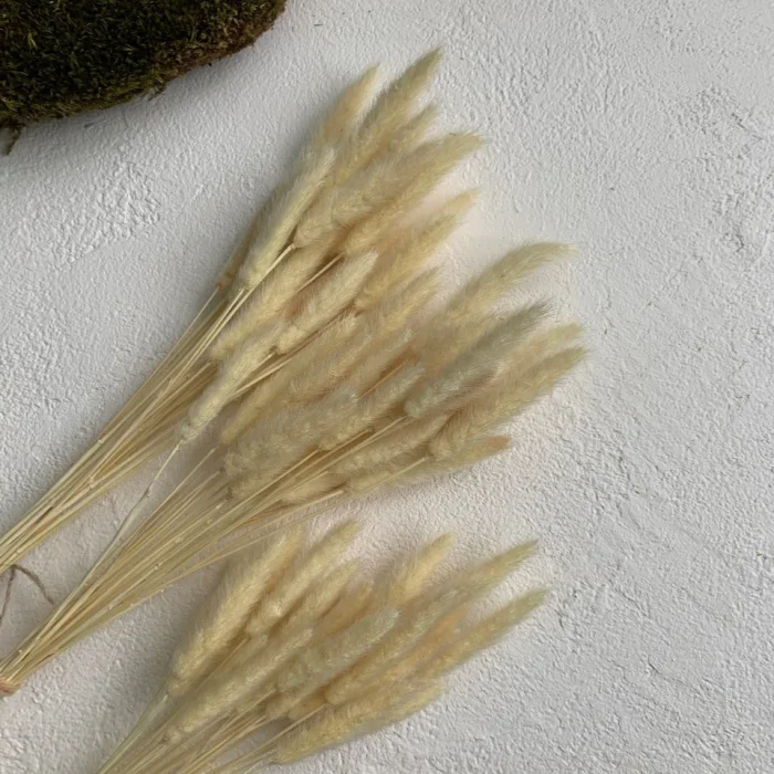 4106292160_polipogon-vybelennyj-20