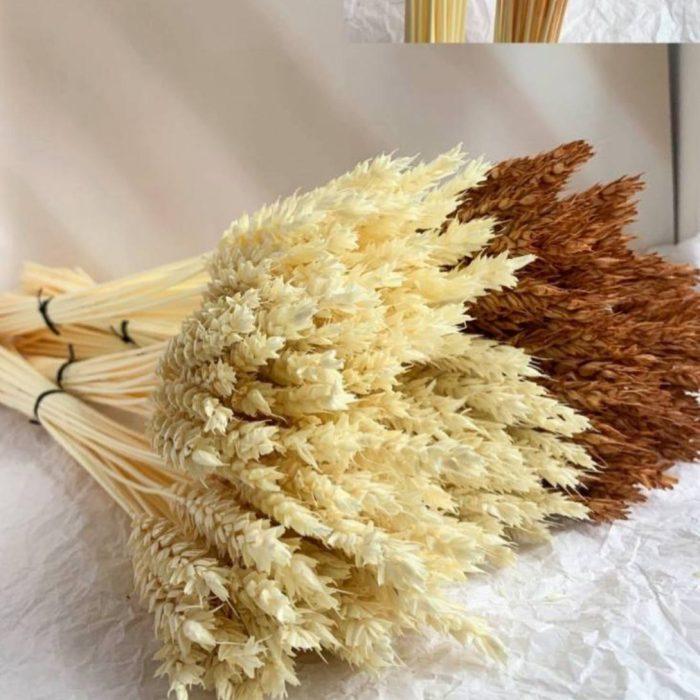 photo_5251219173386424290_y